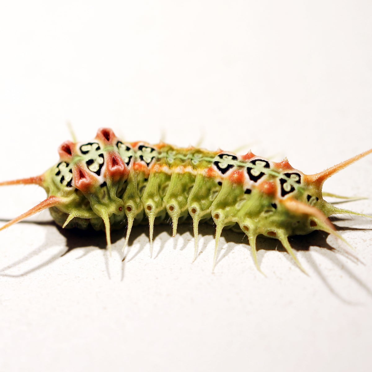 Detail Images Of A Caterpillar Nomer 37