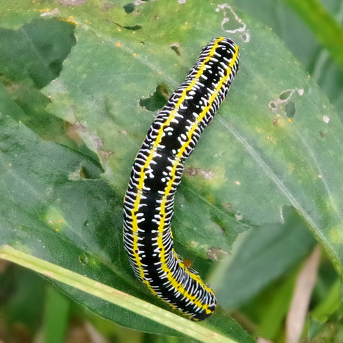 Detail Images Of A Caterpillar Nomer 53