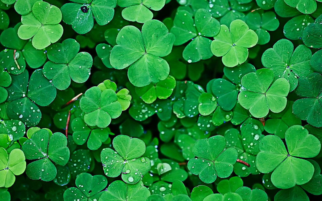 Images Of A Clover - KibrisPDR