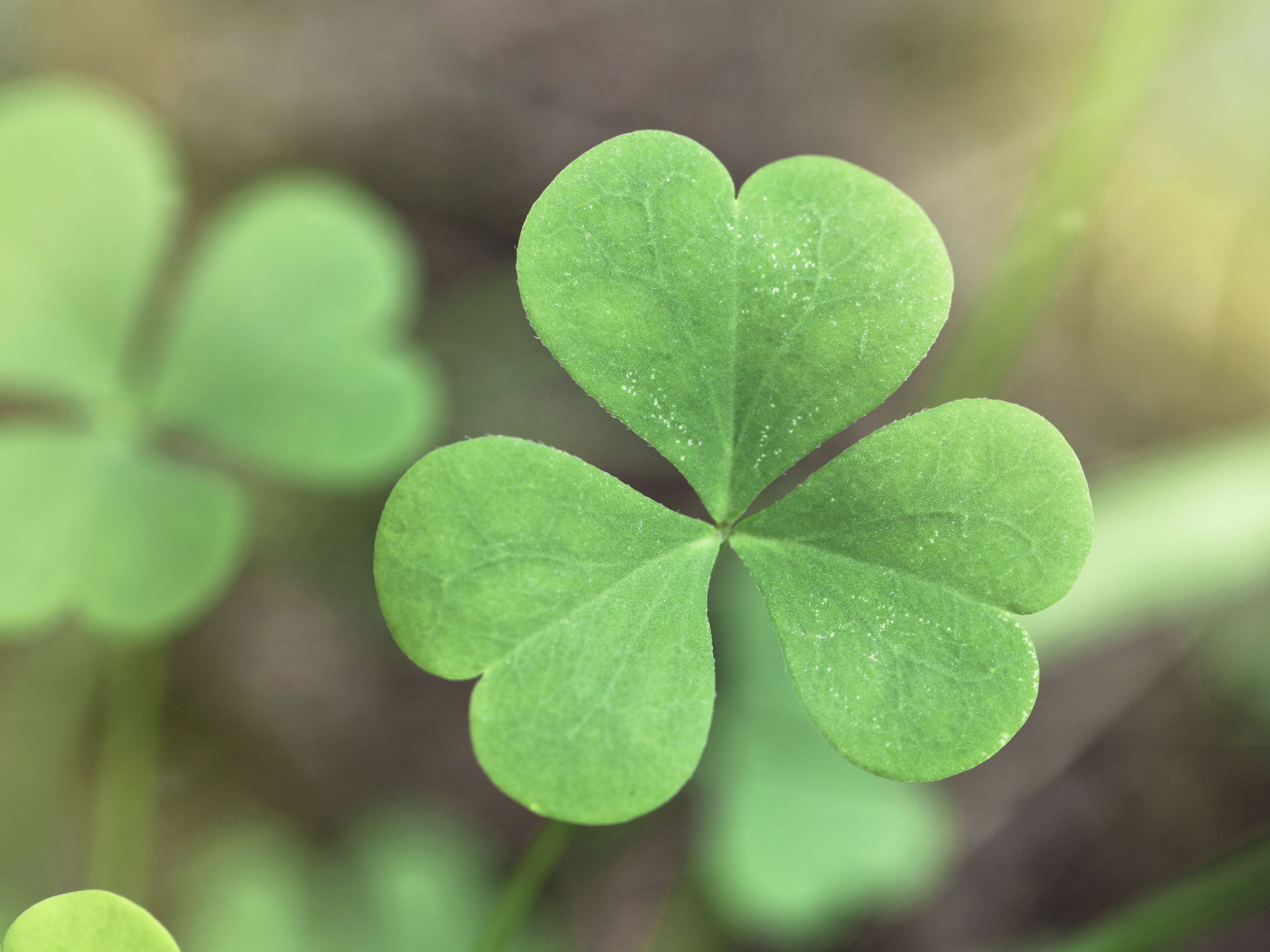 Detail Images Of A Clover Nomer 2