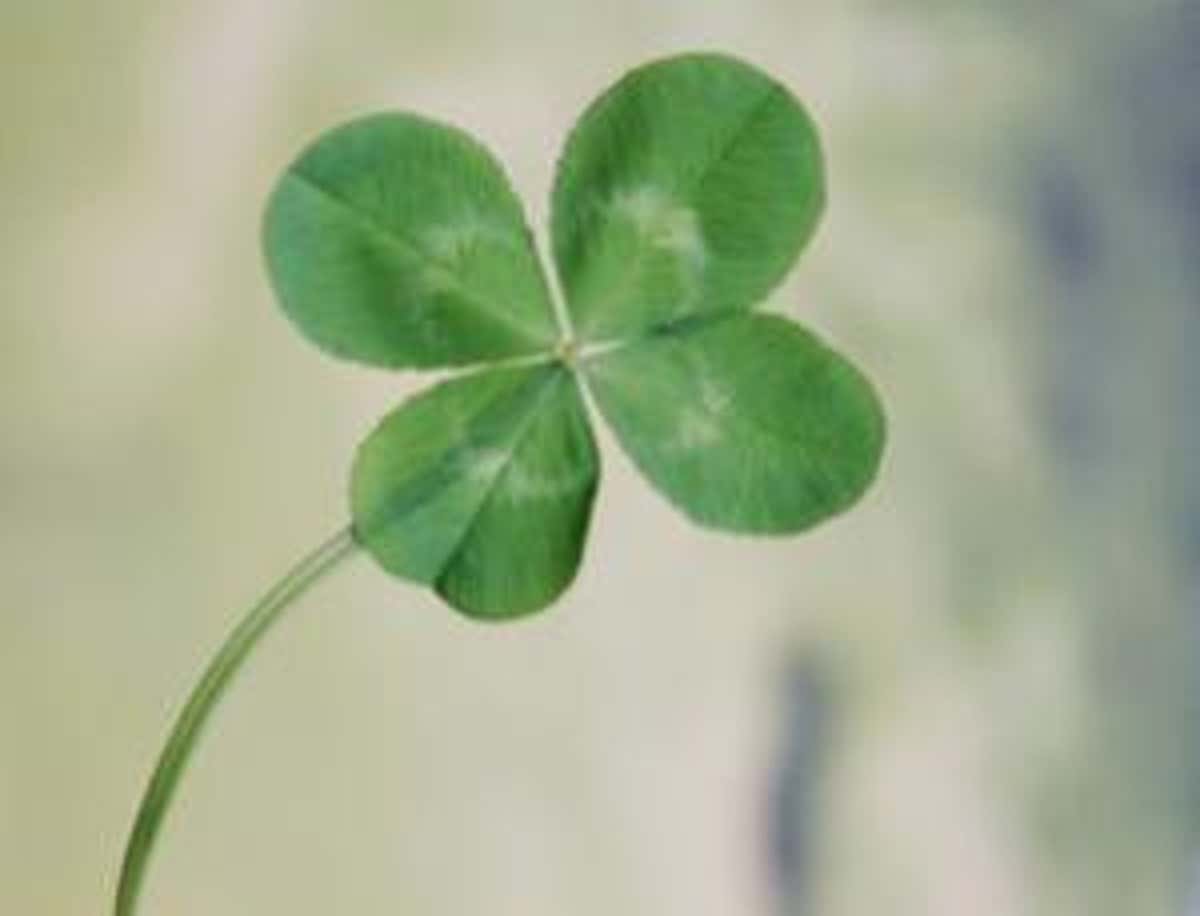 Detail Images Of A Clover Nomer 14