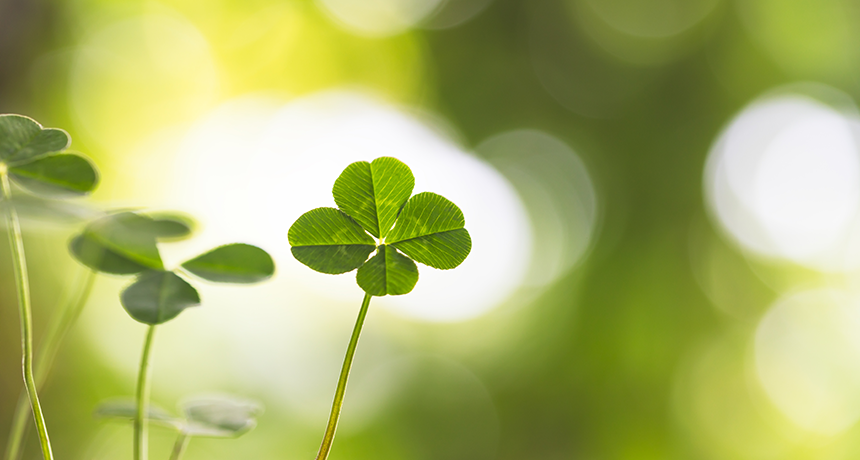 Detail Images Of A Clover Nomer 15
