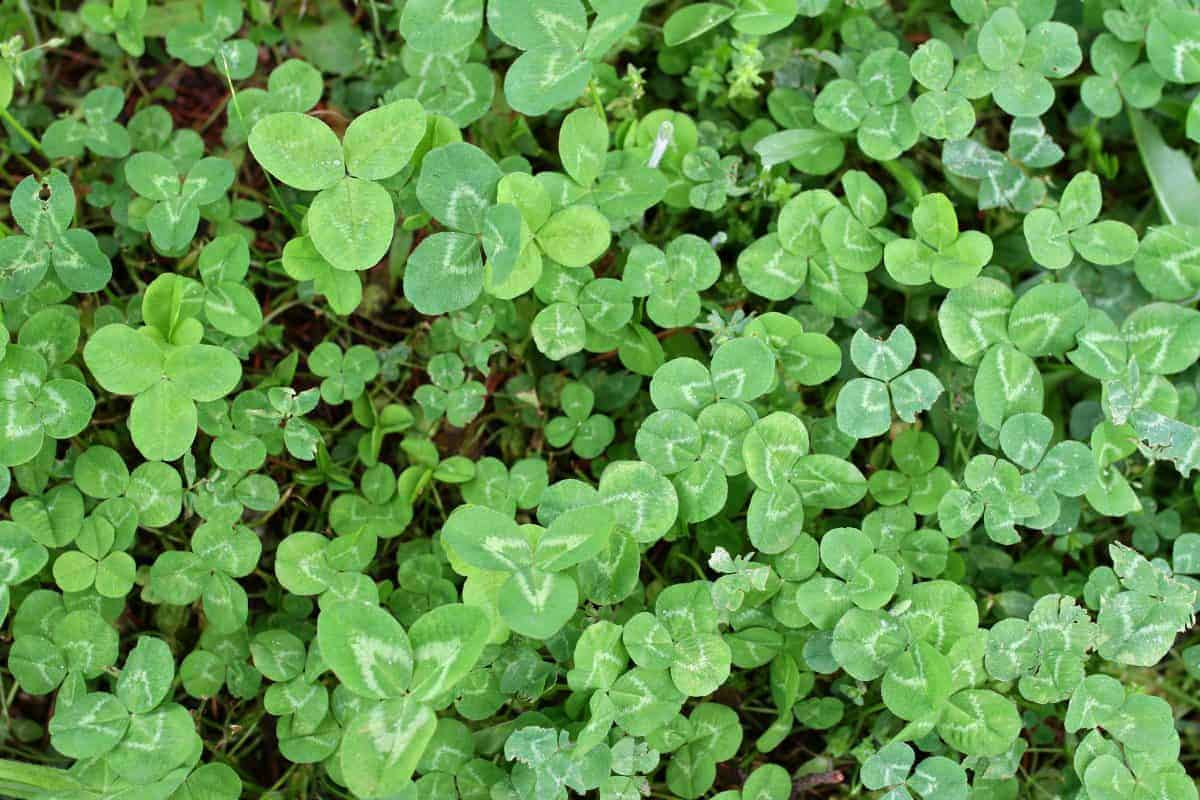 Detail Images Of A Clover Nomer 17