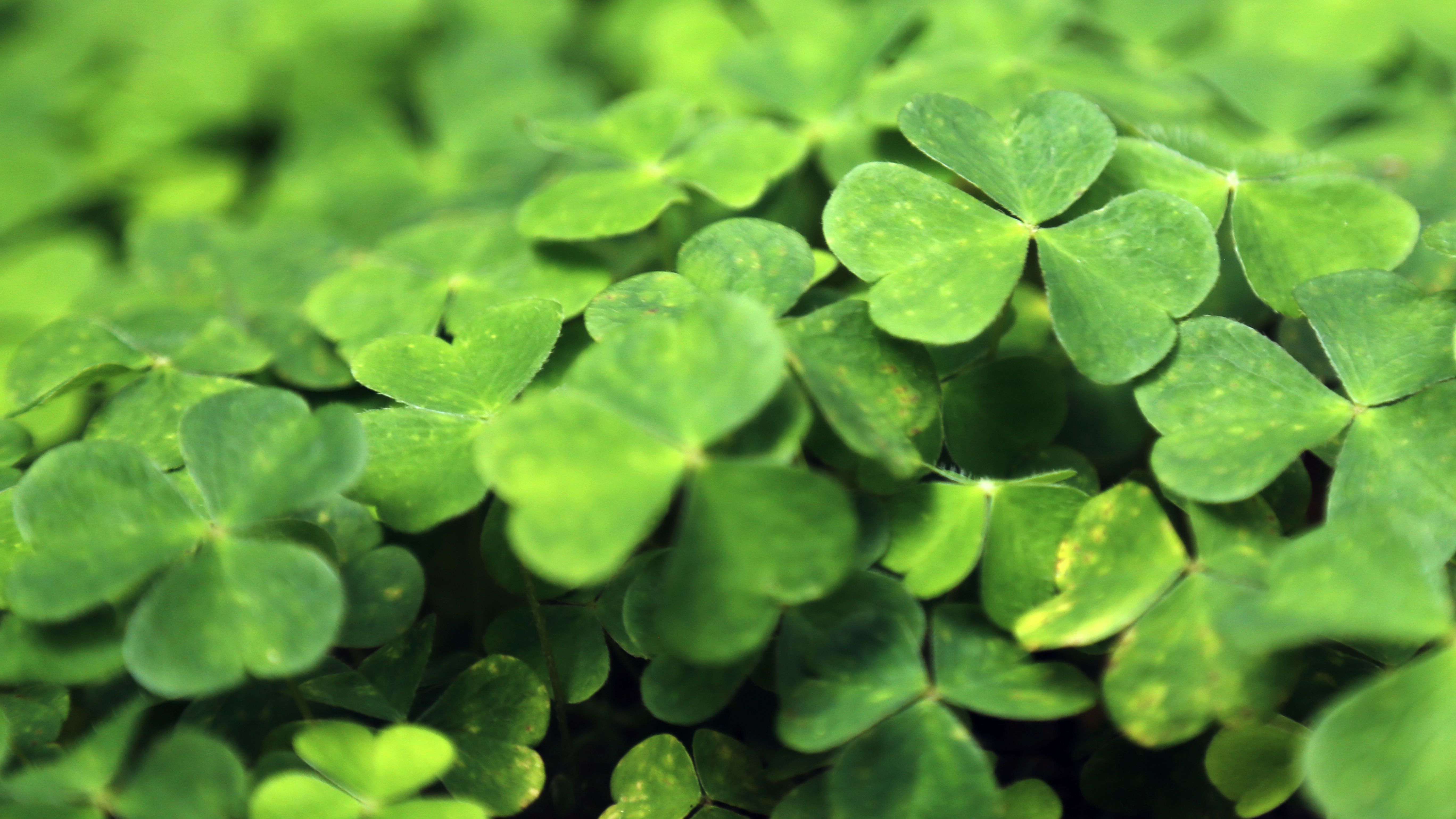 Detail Images Of A Clover Nomer 19