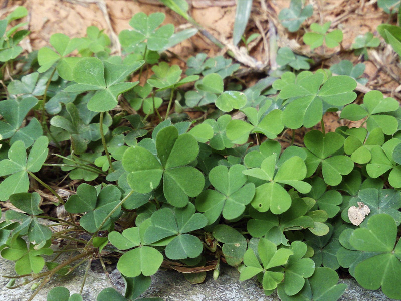 Detail Images Of A Clover Nomer 20