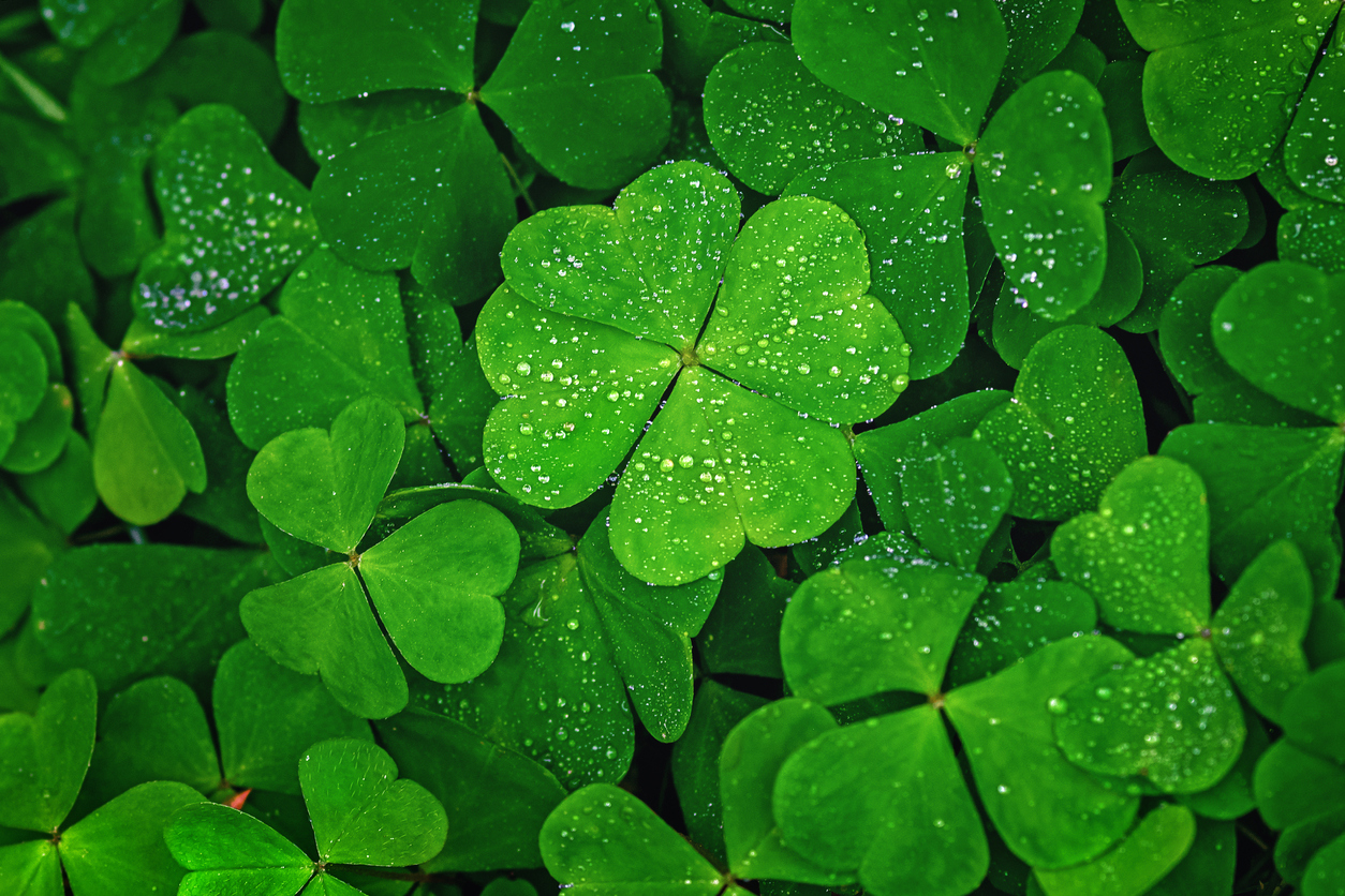 Detail Images Of A Clover Nomer 3