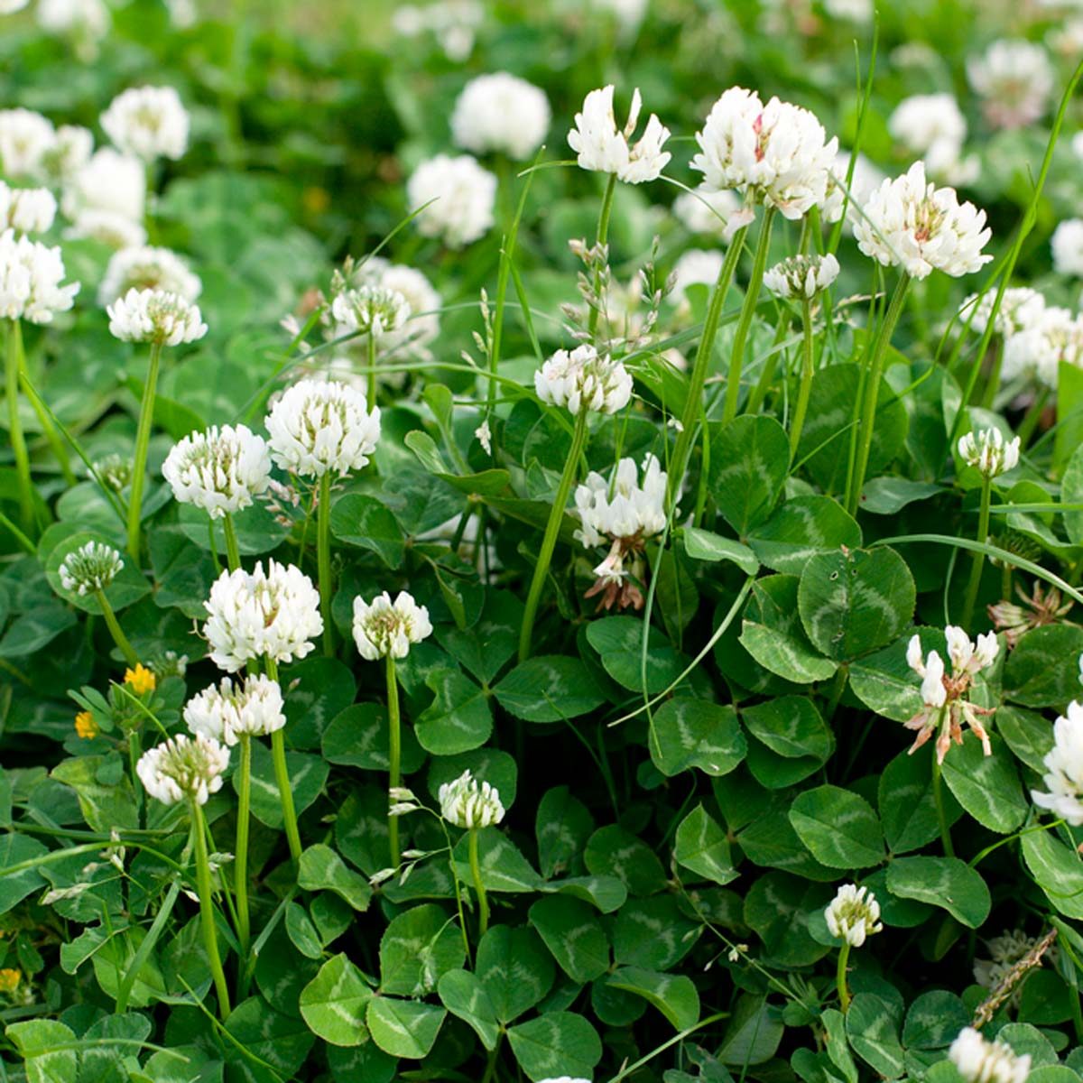 Detail Images Of A Clover Nomer 25