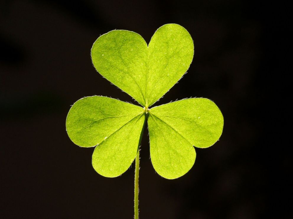 Detail Images Of A Clover Nomer 26