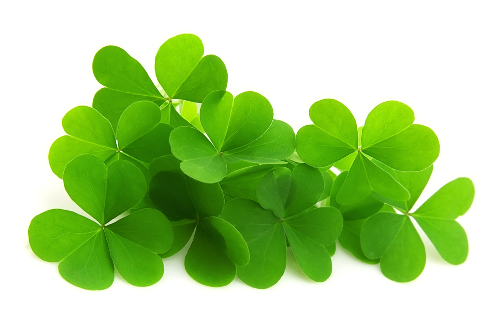 Detail Images Of A Clover Nomer 27