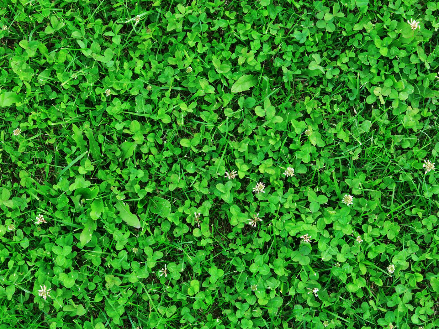 Detail Images Of A Clover Nomer 29