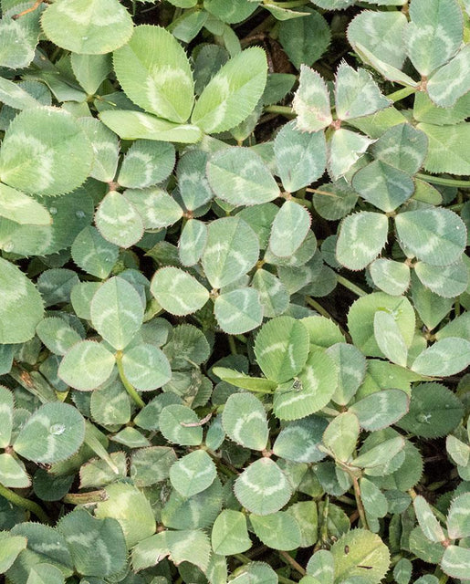 Detail Images Of A Clover Nomer 33