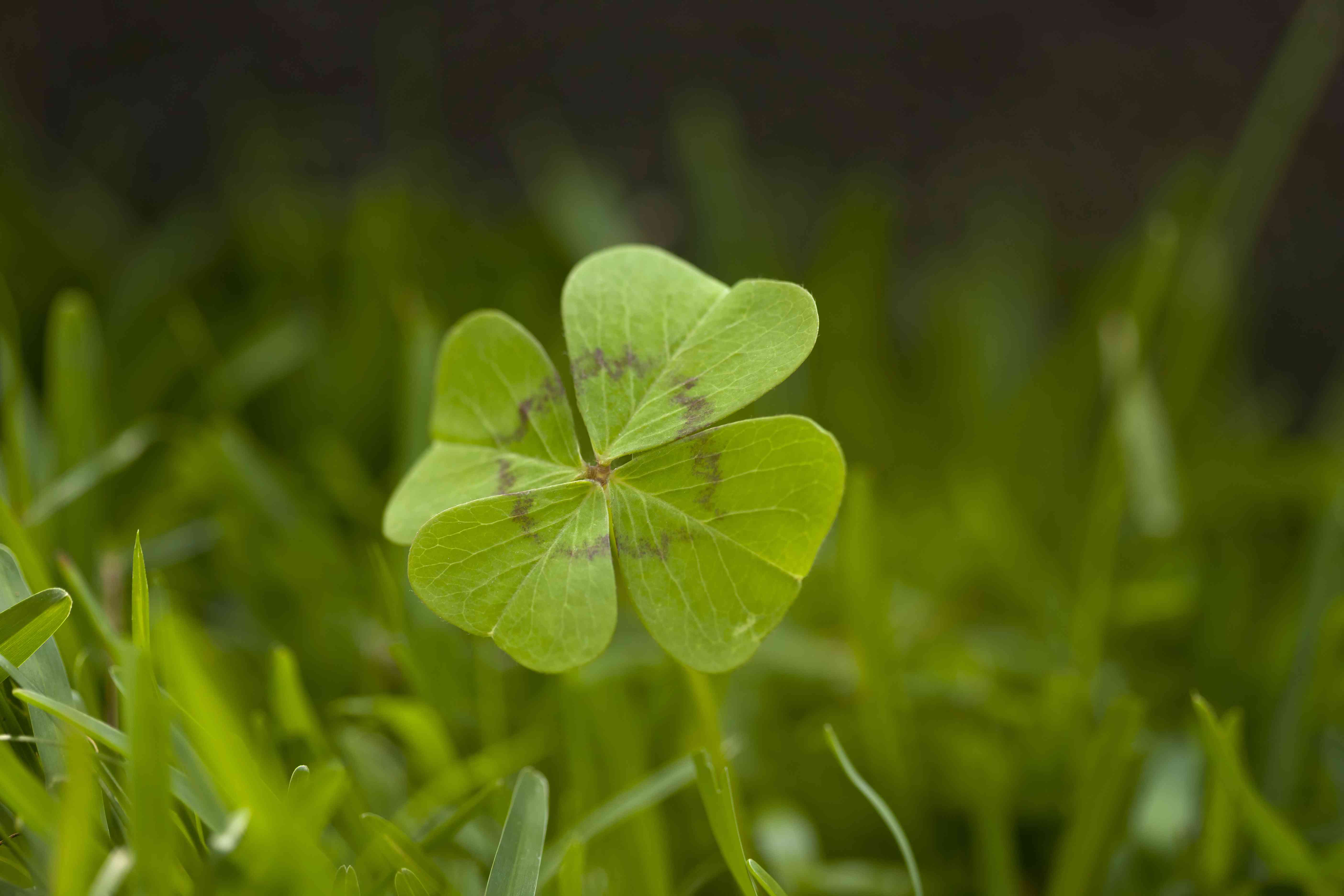 Detail Images Of A Clover Nomer 36