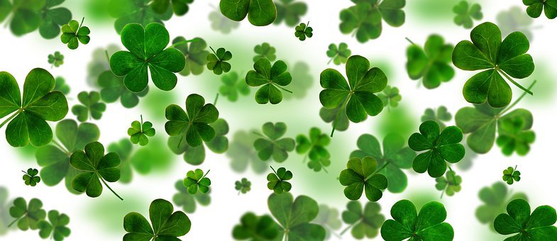 Detail Images Of A Clover Nomer 38