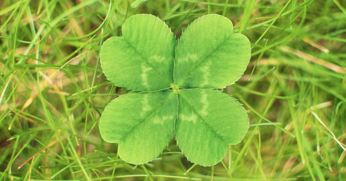 Detail Images Of A Clover Nomer 5