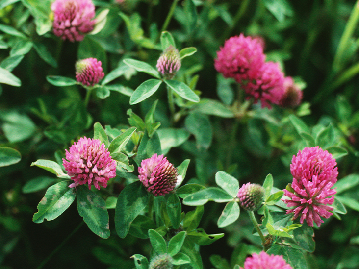 Detail Images Of A Clover Nomer 43