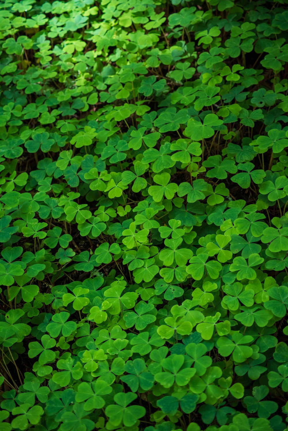 Detail Images Of A Clover Nomer 44
