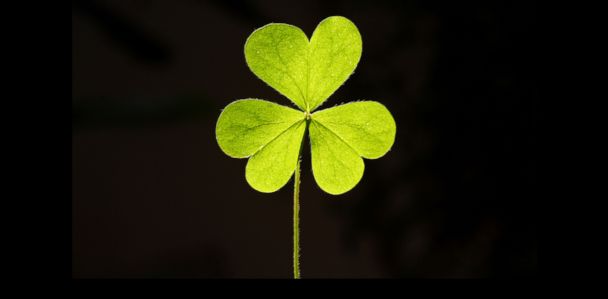Detail Images Of A Clover Nomer 47