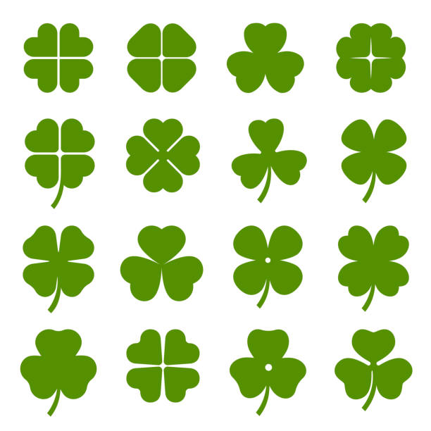 Detail Images Of A Clover Nomer 49