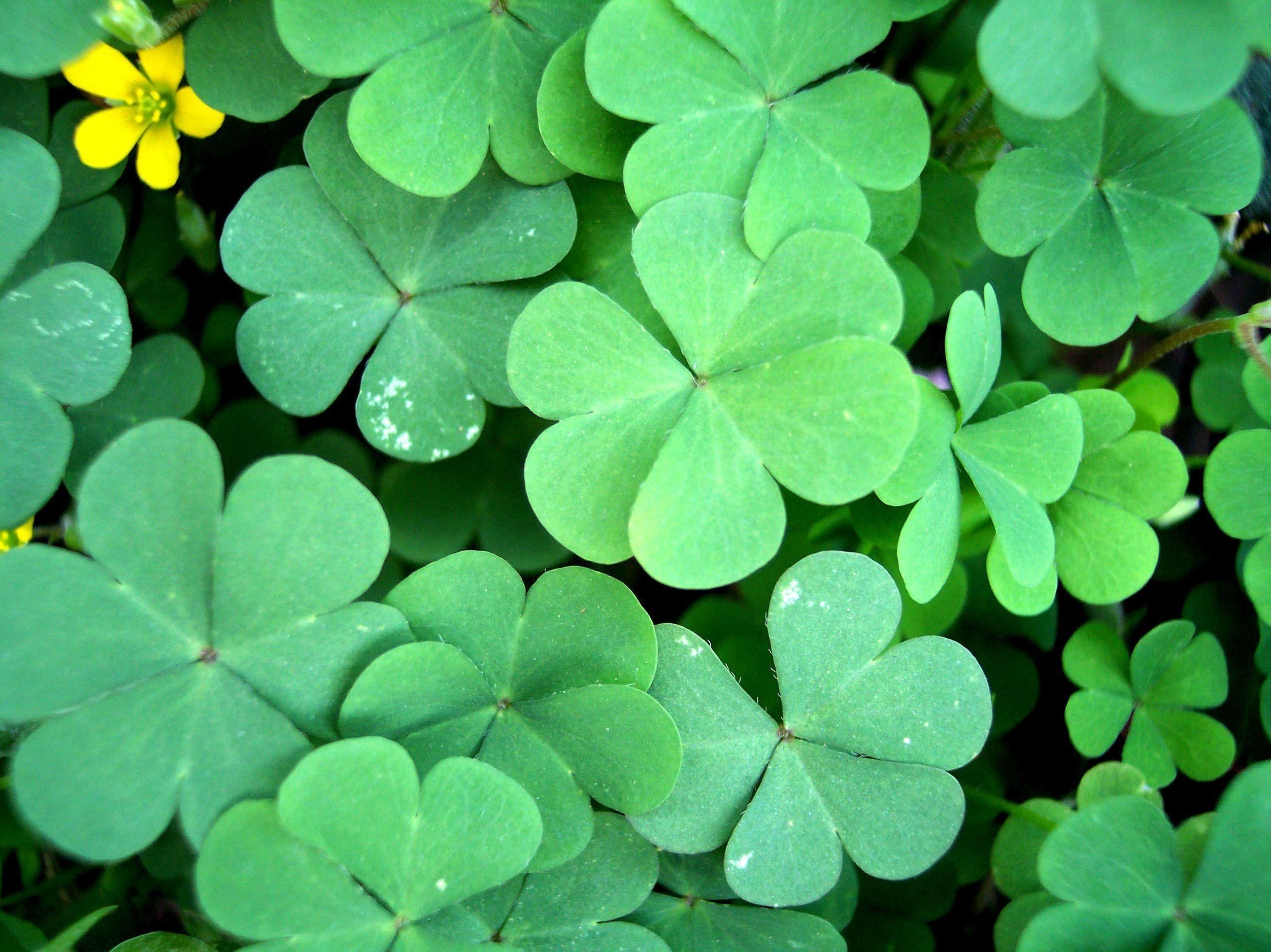 Detail Images Of A Clover Nomer 51