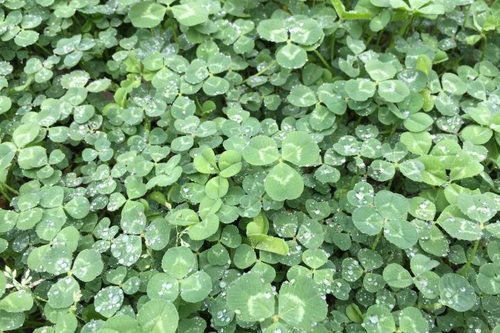 Detail Images Of A Clover Nomer 52