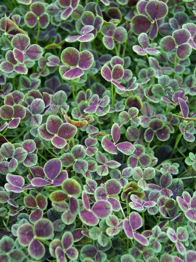 Detail Images Of A Clover Nomer 55