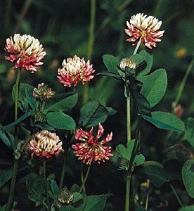 Detail Images Of A Clover Nomer 56