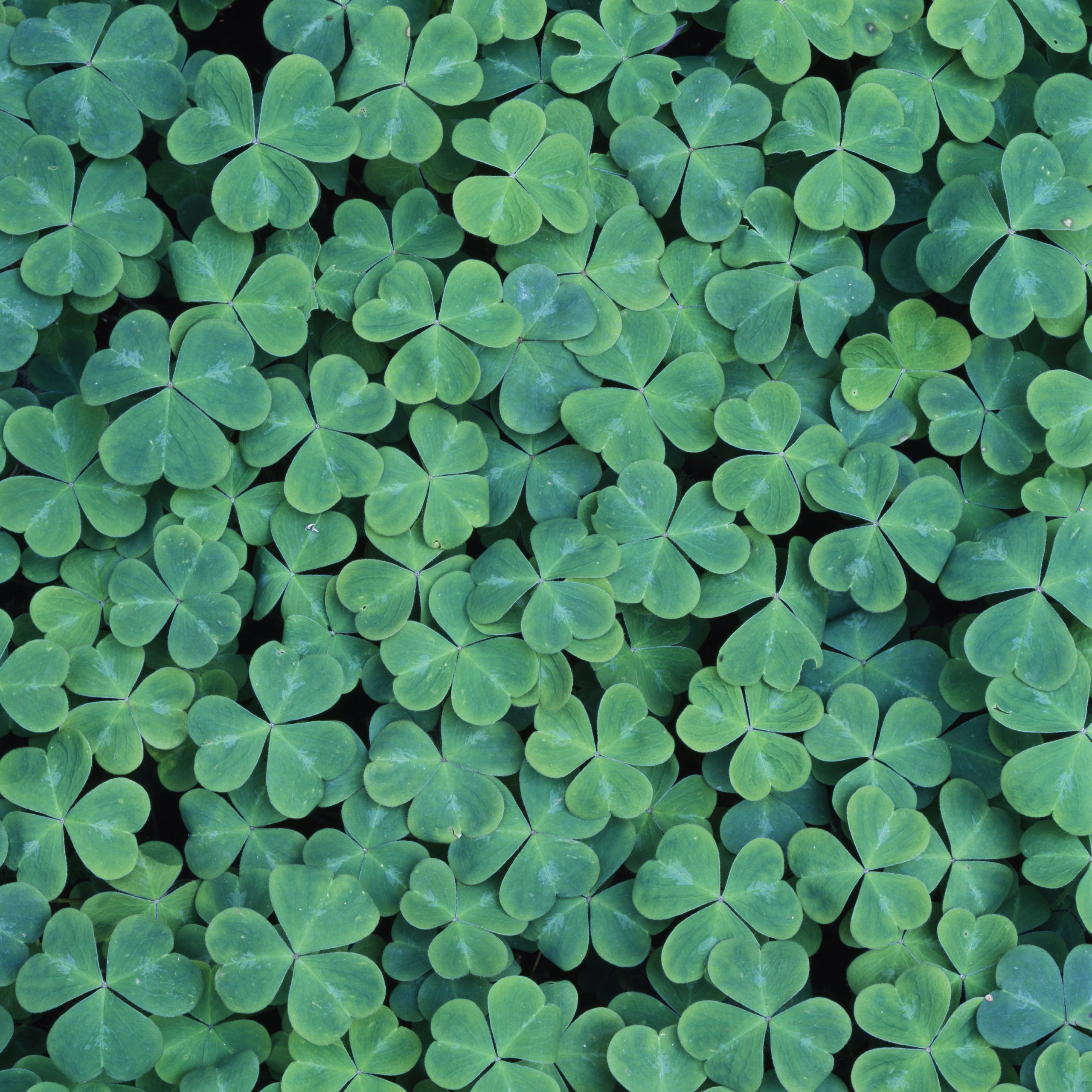 Detail Images Of A Clover Nomer 7