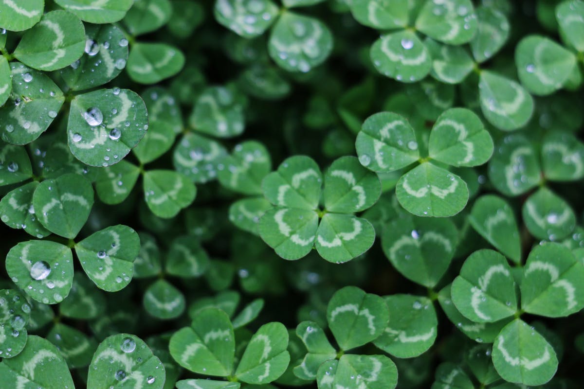 Detail Images Of A Clover Nomer 8