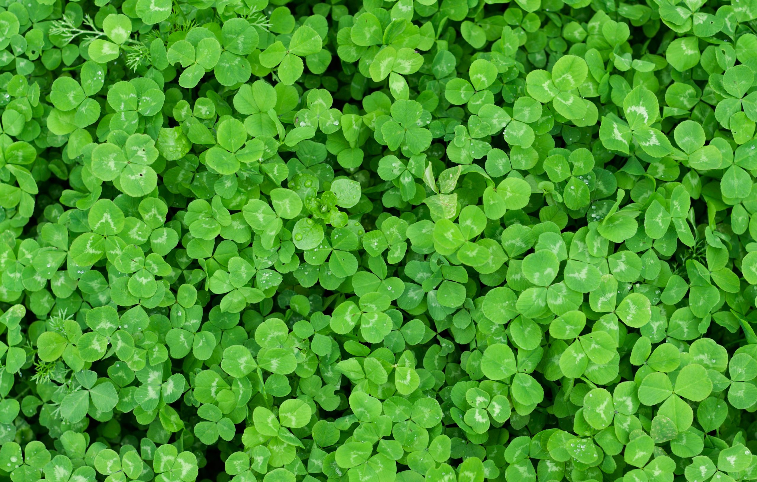 Detail Images Of A Clover Nomer 9