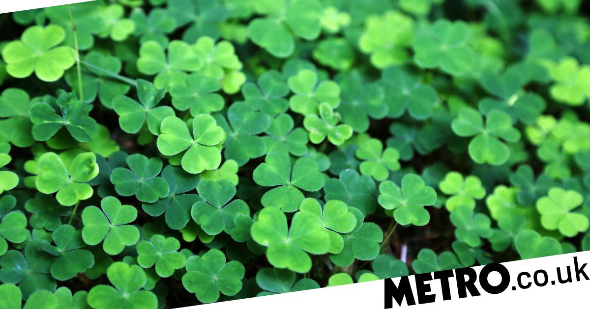 Detail Images Of A Clover Nomer 10