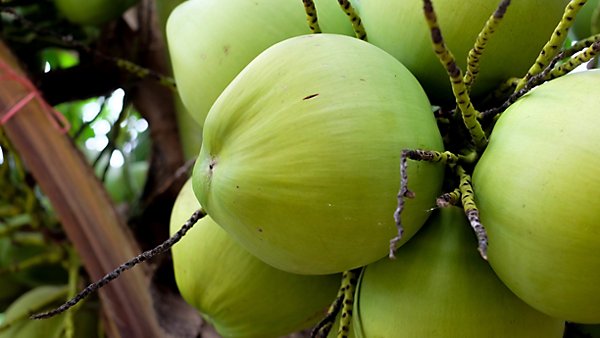 Detail Images Of A Coconut Nomer 50