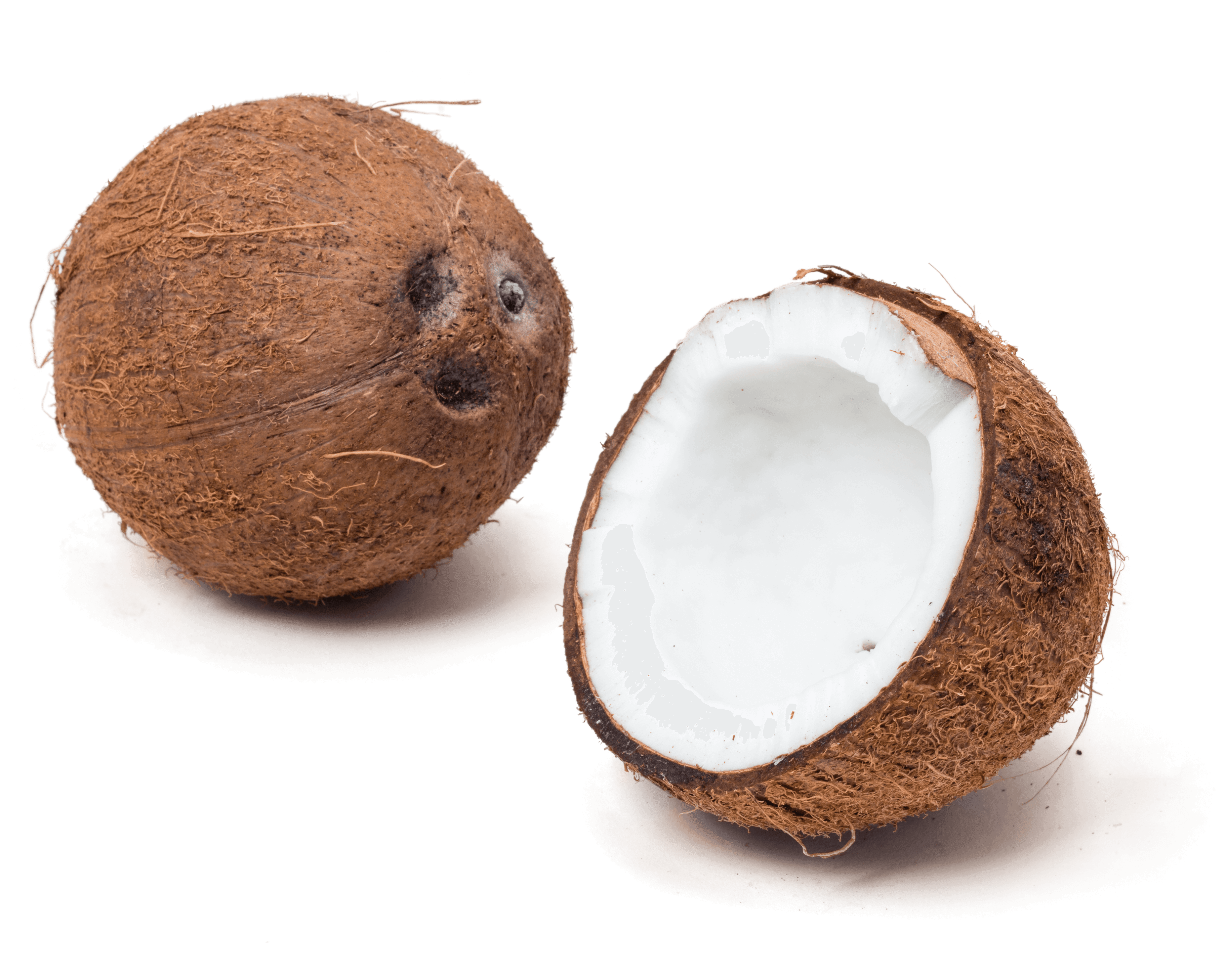 Detail Images Of A Coconut Nomer 10