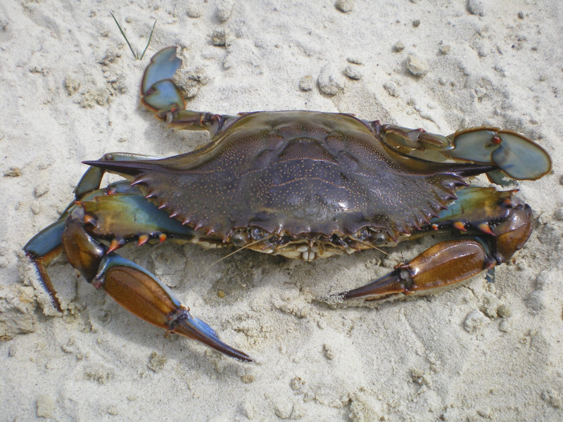 Detail Images Of A Crab Nomer 16