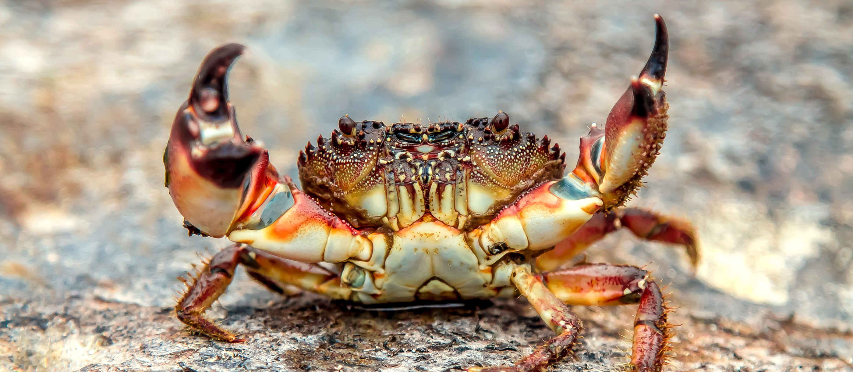 Detail Images Of A Crab Nomer 17