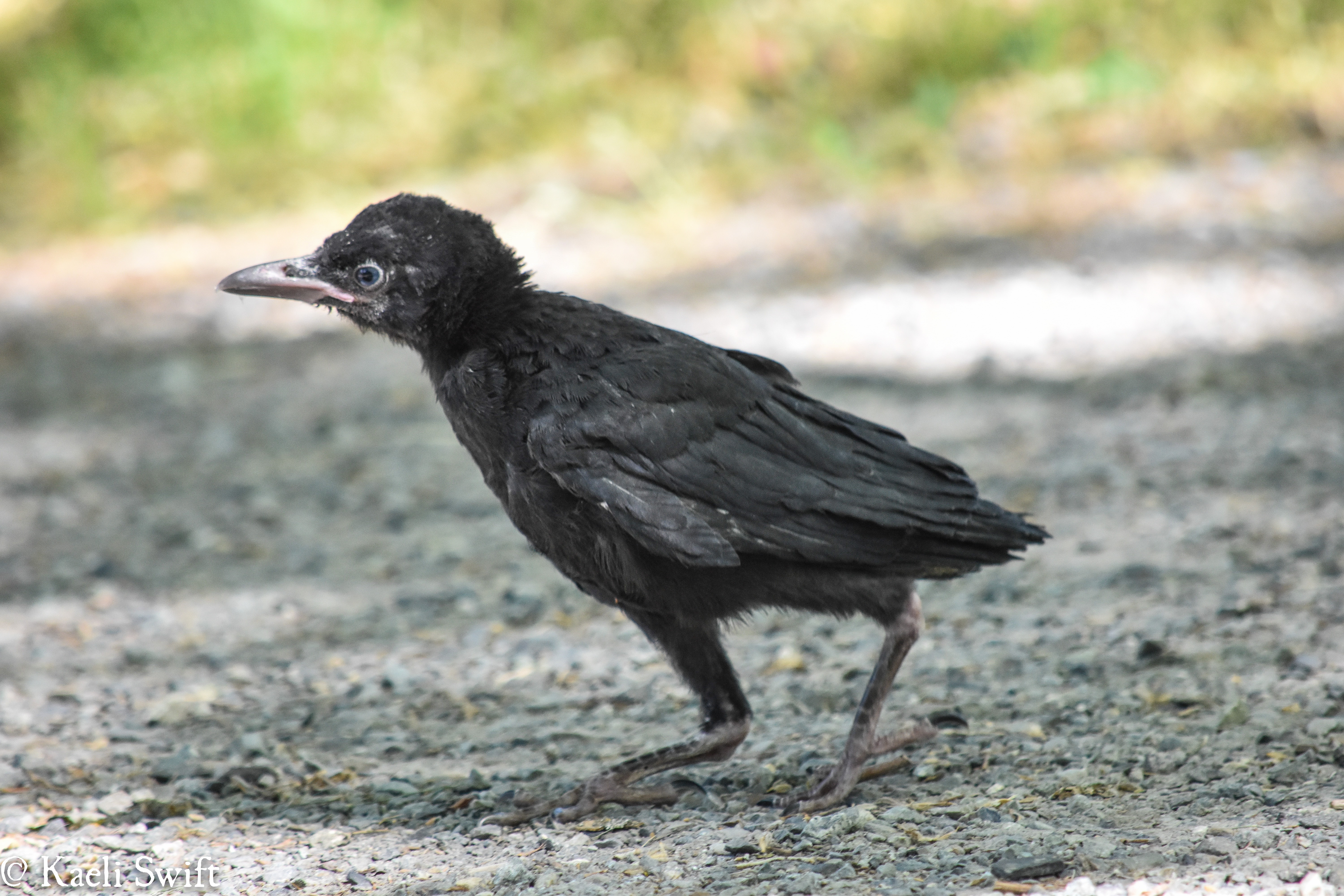 Detail Images Of A Crow Nomer 41