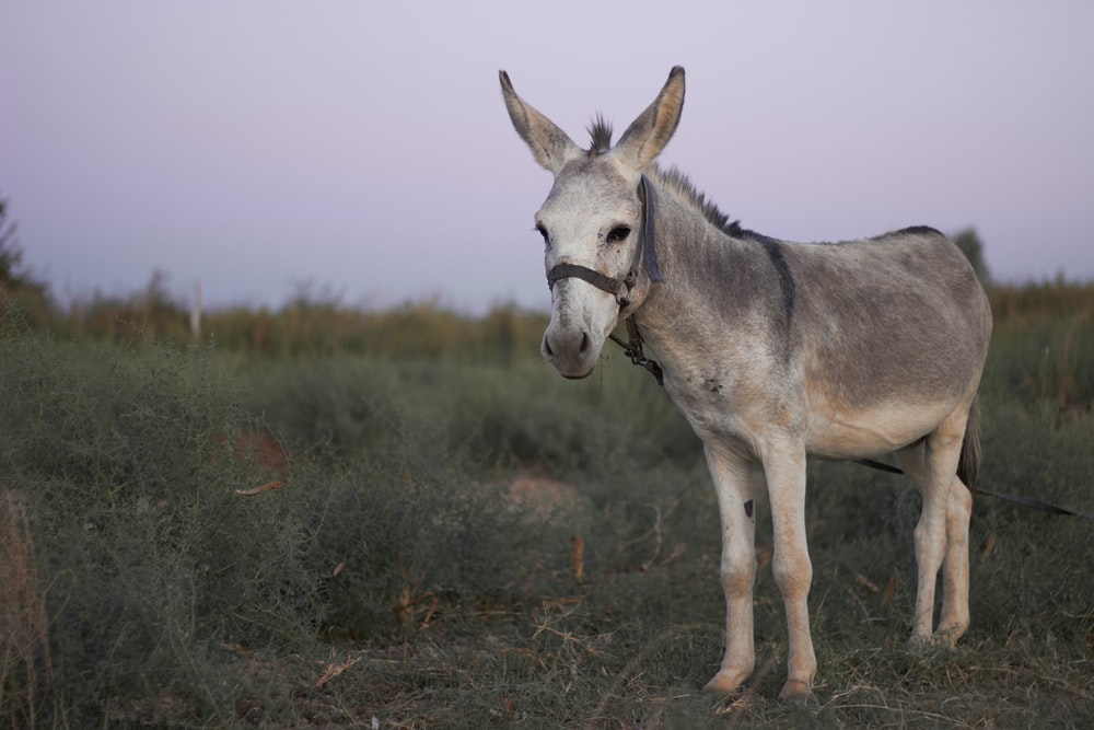 Detail Images Of A Donkey Nomer 17