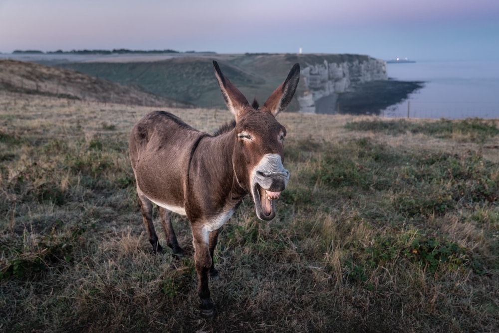 Detail Images Of A Donkey Nomer 24