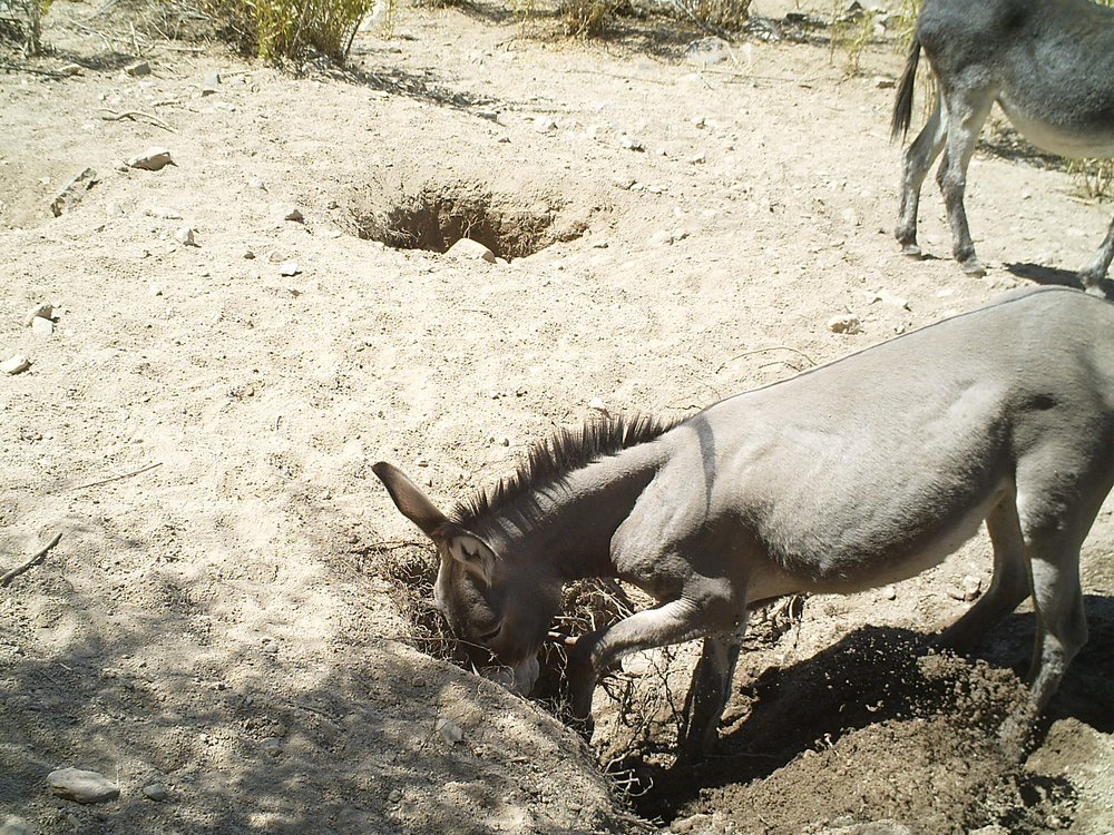 Detail Images Of A Donkey Nomer 26