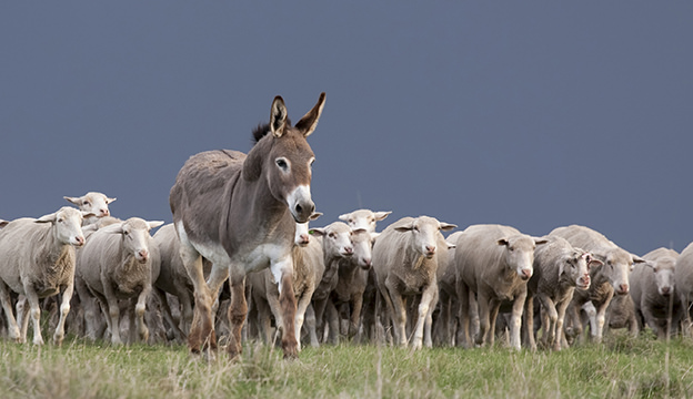 Detail Images Of A Donkey Nomer 36