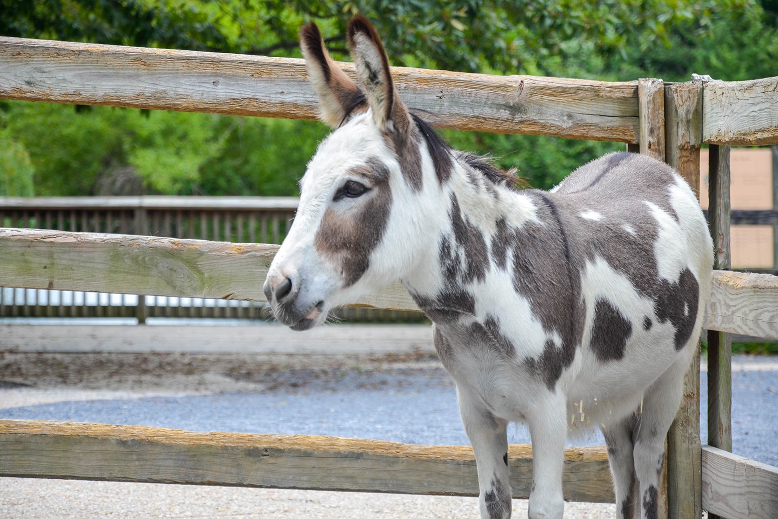 Detail Images Of A Donkey Nomer 46