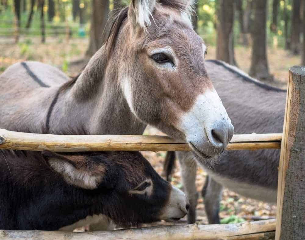 Detail Images Of A Donkey Nomer 48