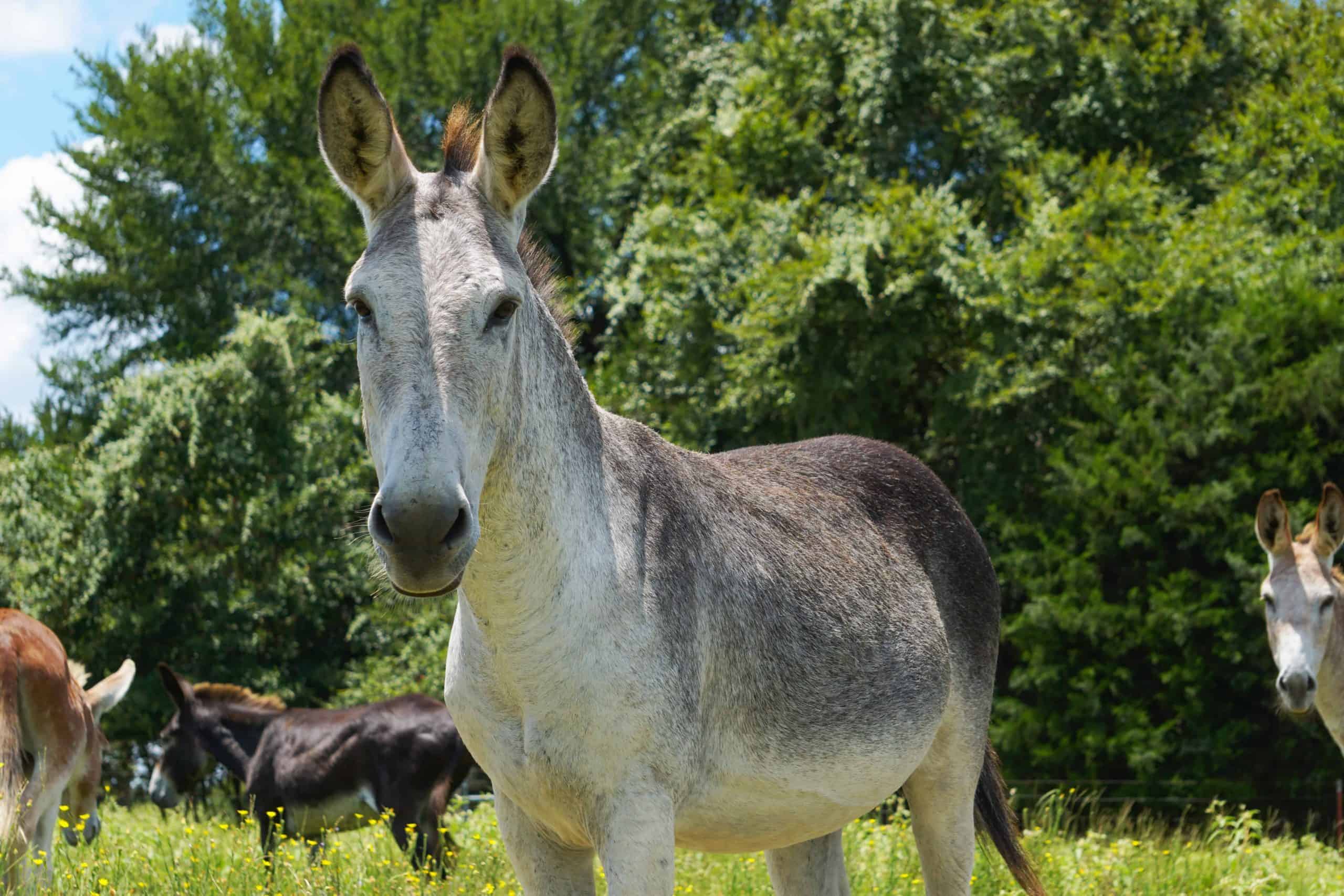 Detail Images Of A Donkey Nomer 50