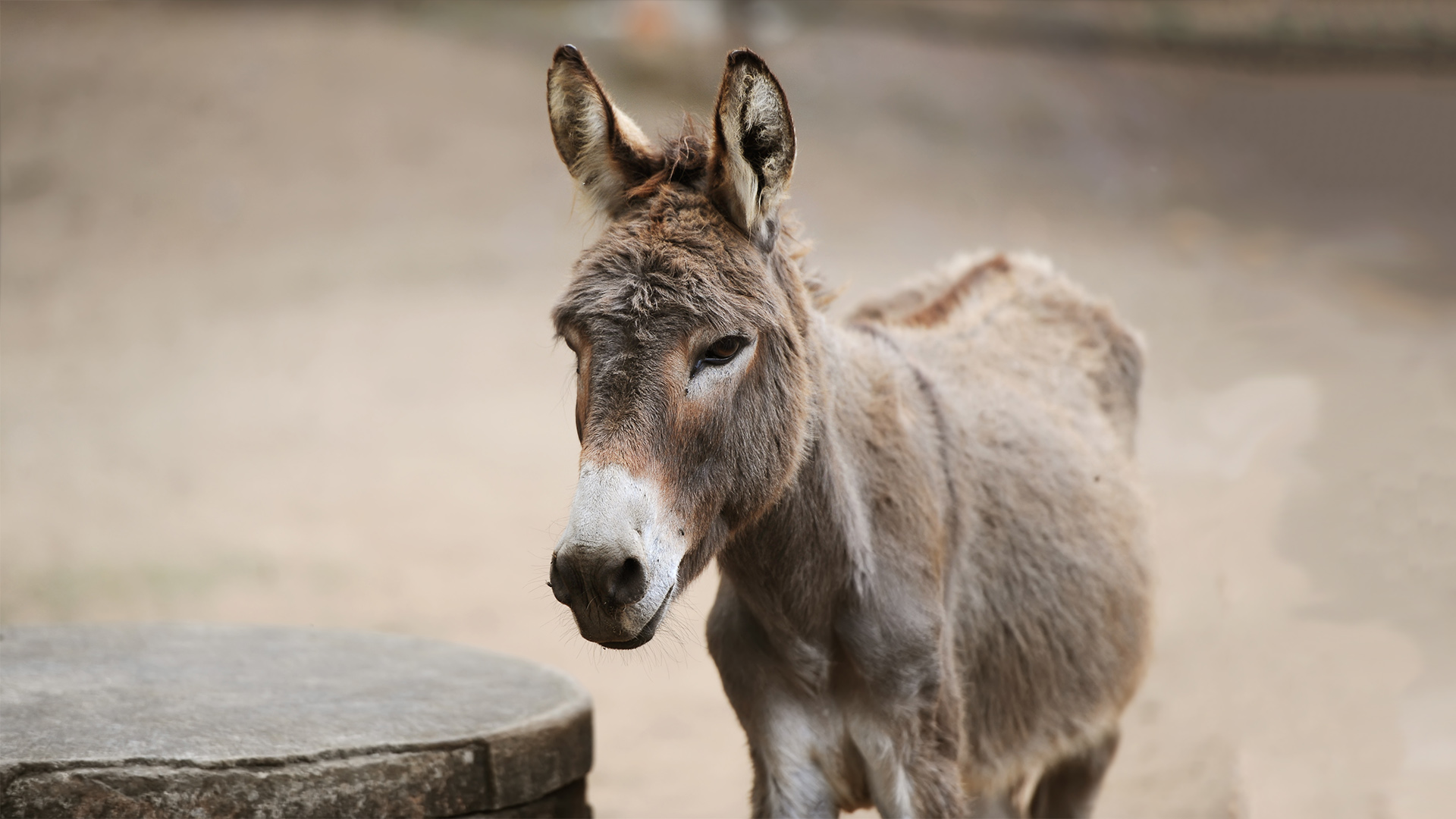 Detail Images Of A Donkey Nomer 51