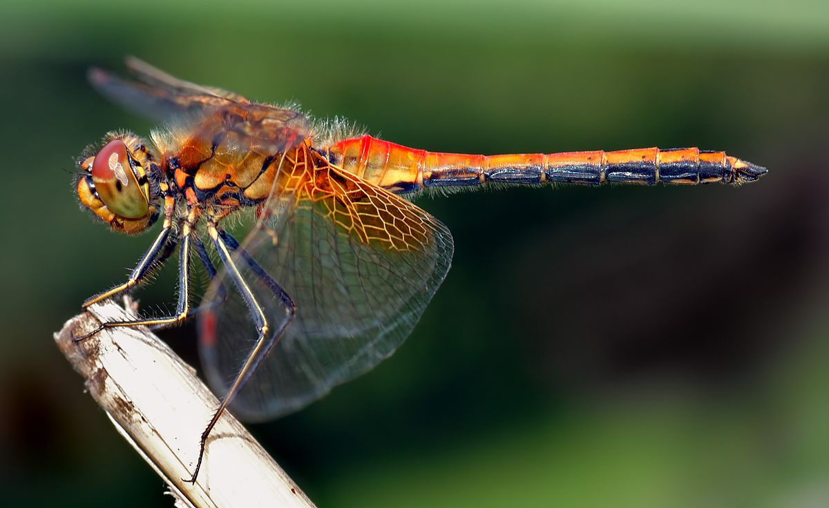 Images Of A Dragonfly - KibrisPDR