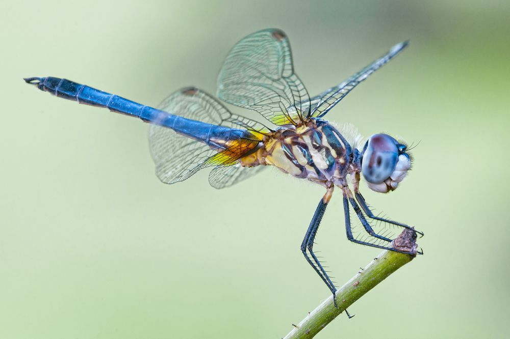 Detail Images Of A Dragonfly Nomer 10