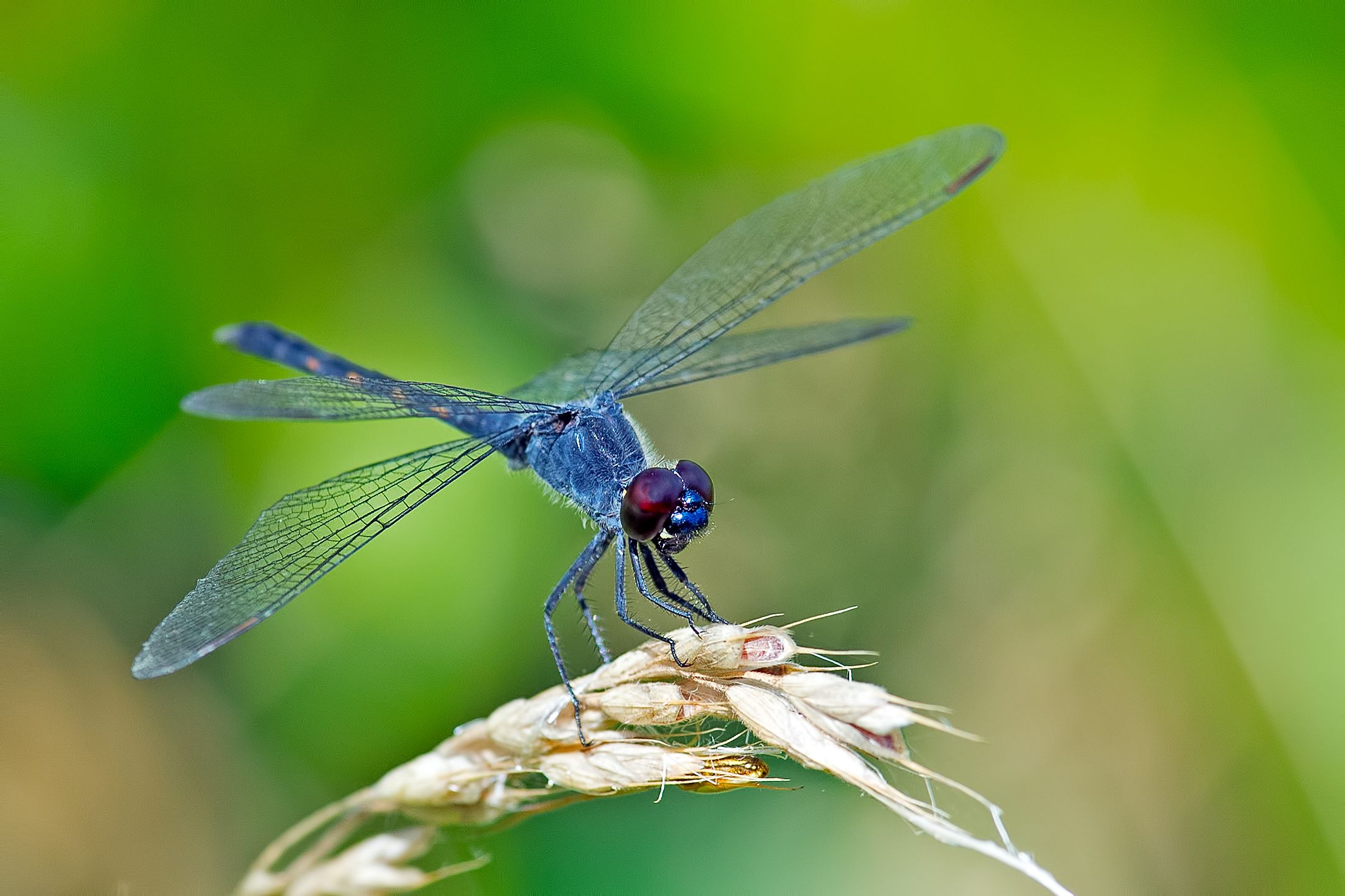 Detail Images Of A Dragonfly Nomer 14