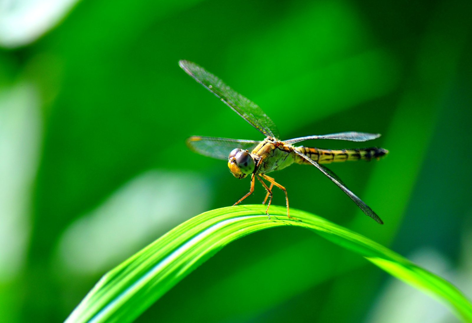 Detail Images Of A Dragonfly Nomer 15
