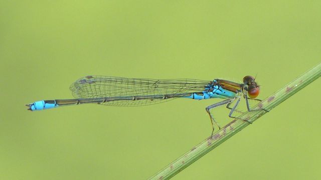 Detail Images Of A Dragonfly Nomer 21