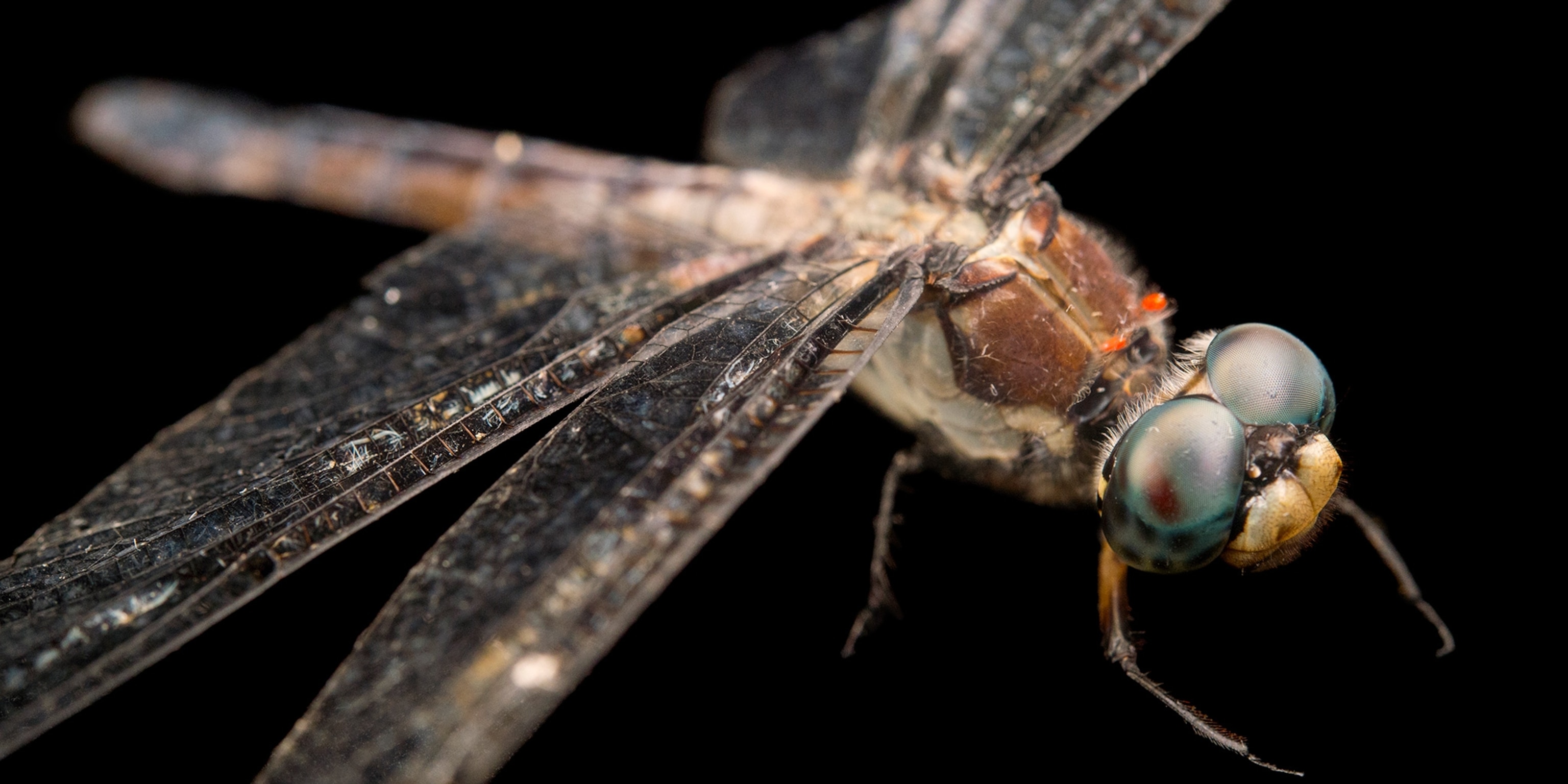 Detail Images Of A Dragonfly Nomer 25