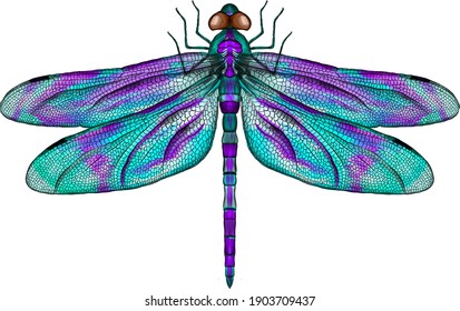 Detail Images Of A Dragonfly Nomer 4